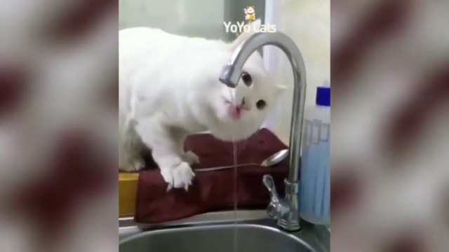 Funny Cats - Don't try to stop laughing - Funniest Cats Ever Funniest Cats - Don't try to hold back Laughter - Funny Cats Life Funny Cat Reaction Videos - Try Not To Laugh