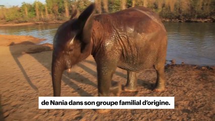 Un éléphanteau de 3 ans retrouve sa mère grâce à l'ADN