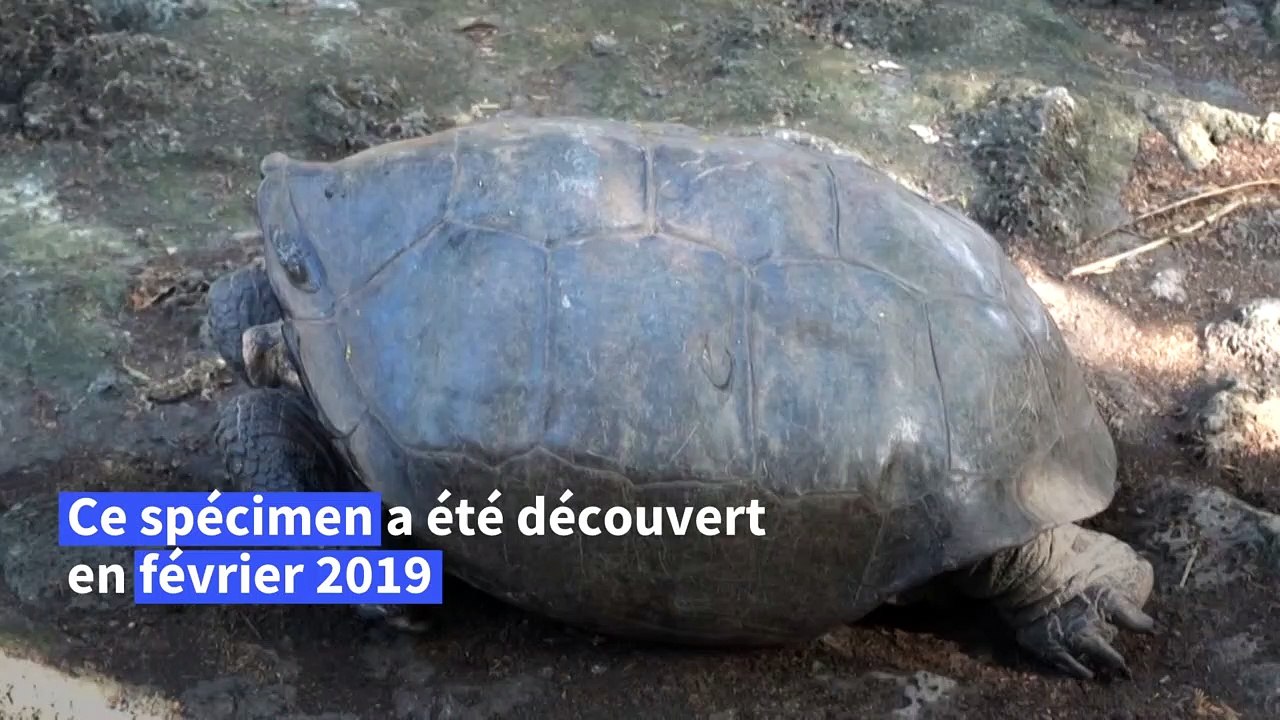 La tortue géante découverte aux Galapagos appartient bien à une espèce déclarée éteinte
