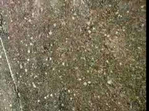 les fils de jackass 4