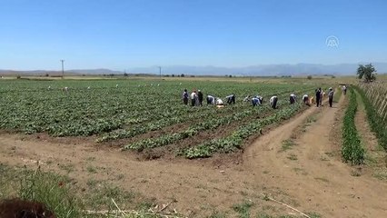 KAHRAMANMARAŞ - Dede yadigarı tohumla ekilen salatalık üreticisini sevindiriyor