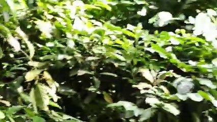 民众无视SOP悄悄登山  星光岭入口陆续有人进出