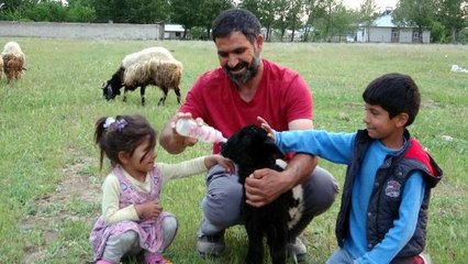 ANNESİ ÖLEN KUZUYU BİBERONLA BESLİYORLAR
