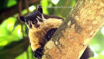 Vignettes from Wild India!