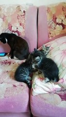 Kitty Fascinated by Fish Inside a Cell Phone