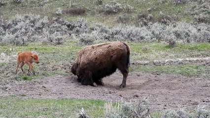 Playful Bison Calf Doesn't Want Its Mama to Rest