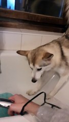 Doggy Walks up Wall to Avoid a Shower