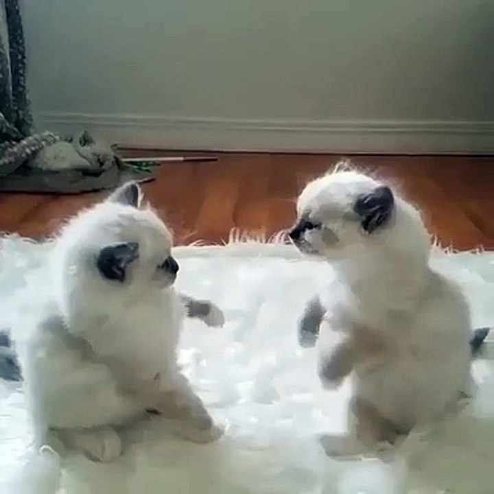 deux jolis chats blancs jouent ensemble