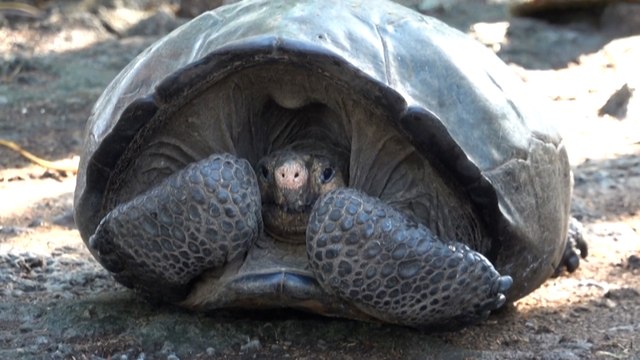 Une tortue géante des Galapagos albinos est née dans un zoo - Sciences et  Avenir