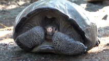 La tortue géante découverte aux Galapagos appartient bien à une espèce déclarée éteinte depuis plus d’un siècle