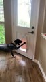 Clever Dog Unlocks Doggy Door