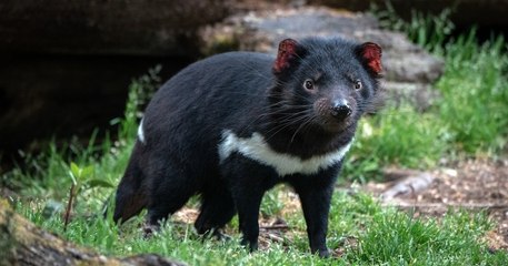 Des diables de Tasmanie ont vu le jour sur le continent australien, 3 000 ans après leur disparition