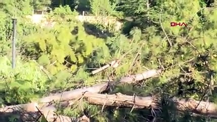 Sitede sosyal tesis için 64 ağacın kesilmesine tepki