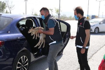 KONYA'DA ŞÜPHE ÜZERİNE DURDURULAN OTOMOBİLDEN 2 CEYLAN YAVRUSU ÇIKTI