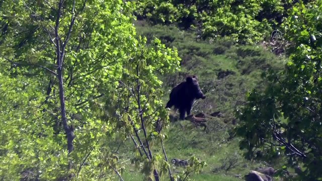 TUNCELİ - Yaban hayatının Doğu Anadolu'daki evi: 'Munzur Vadisi Milli Parkı'