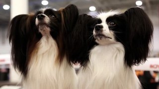 is a breed of dog of Spaniel type -Papillon or Continental Toy Spaniel