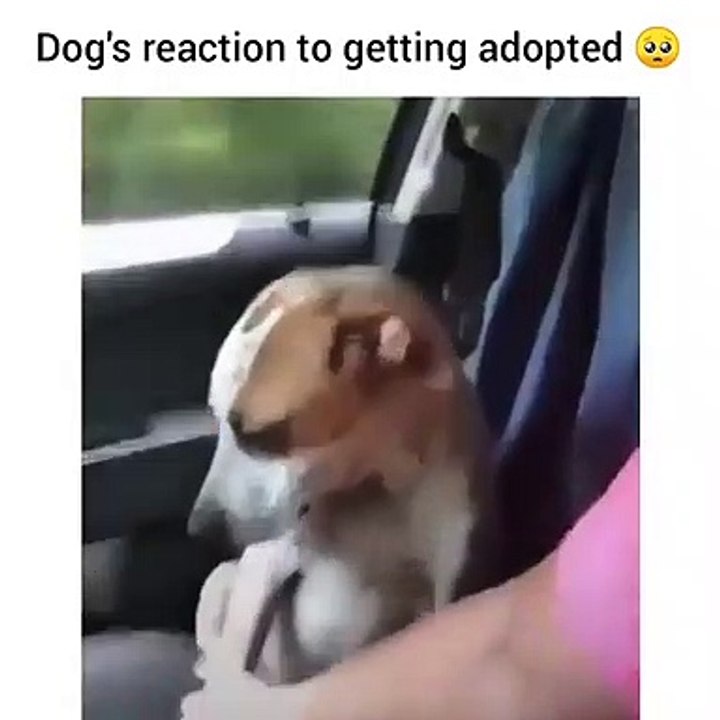 Dog's reaction to getting adopted.