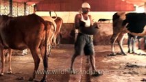 Unfortunate job - Cleaning and collecting cow dung, Nagpur