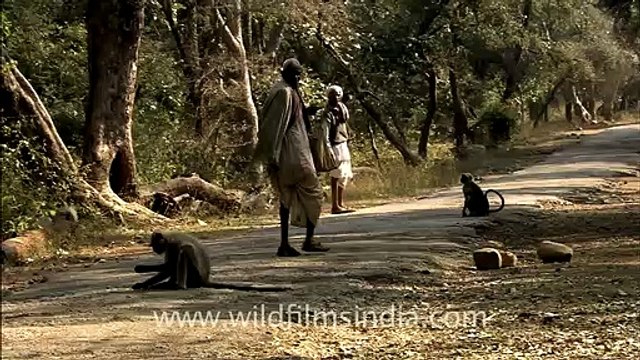 Wild boar in Sariska National Park