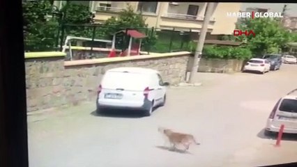 Yolda yatan köpeği yanlışlıkla ezdi