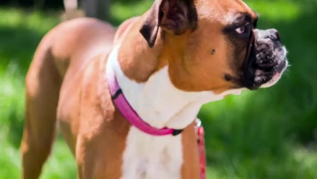Young white maltese. Cute dog, close up. Dog breed from toy group.
