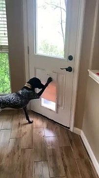 Clever Dog Unlocks Doggy Door
