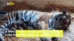 Endangered Amur Tiger Births Three Adorable Cubs
