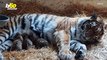 Tigre del Amur en Peligro de Extinción Da a Luz a Tres Adorables Cachorros