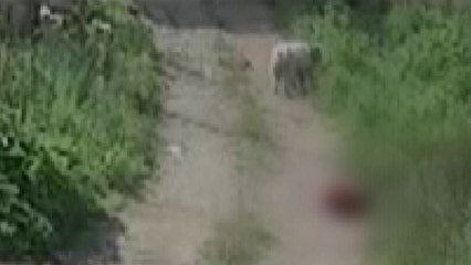 CCTV 속 '대형견과 3분간 사투'...유족 "반복 안 되길" / YTN