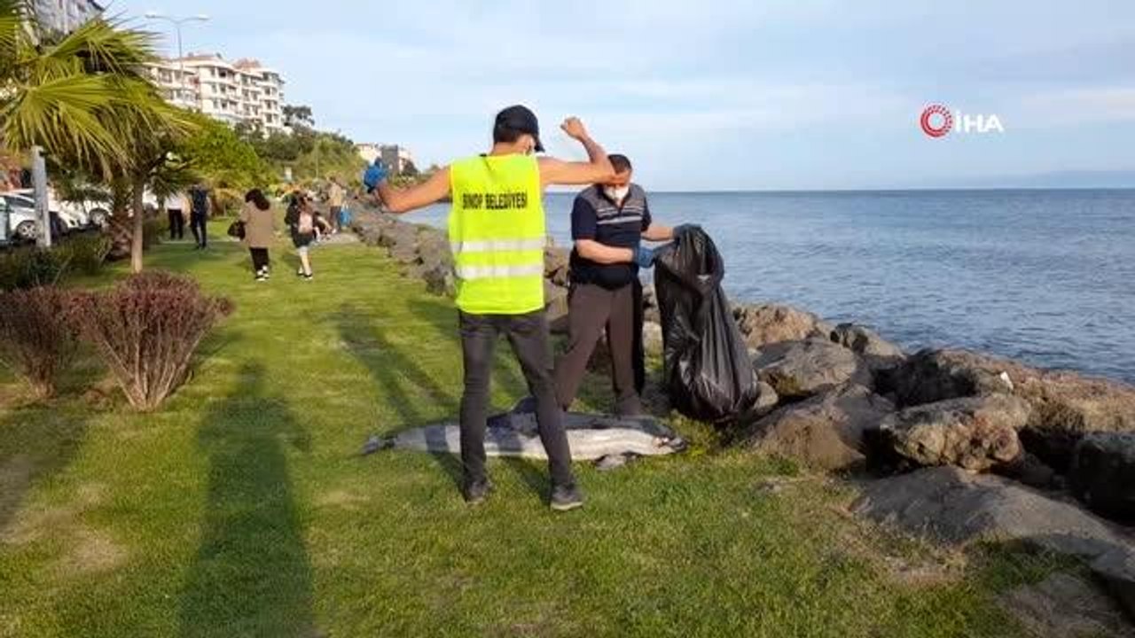 Son dakika haberleri! Sinop'ta ölü yunus kıyıya vurdu