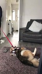 Pup Lays Down in Protest