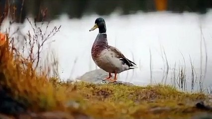 مقطع عليك بتعاليم الدين الاسلامي وتمسك بآيات الله لكي تنجو بنفسك من الأمراض