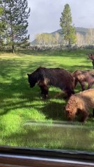 Bear Family Graze on Grass