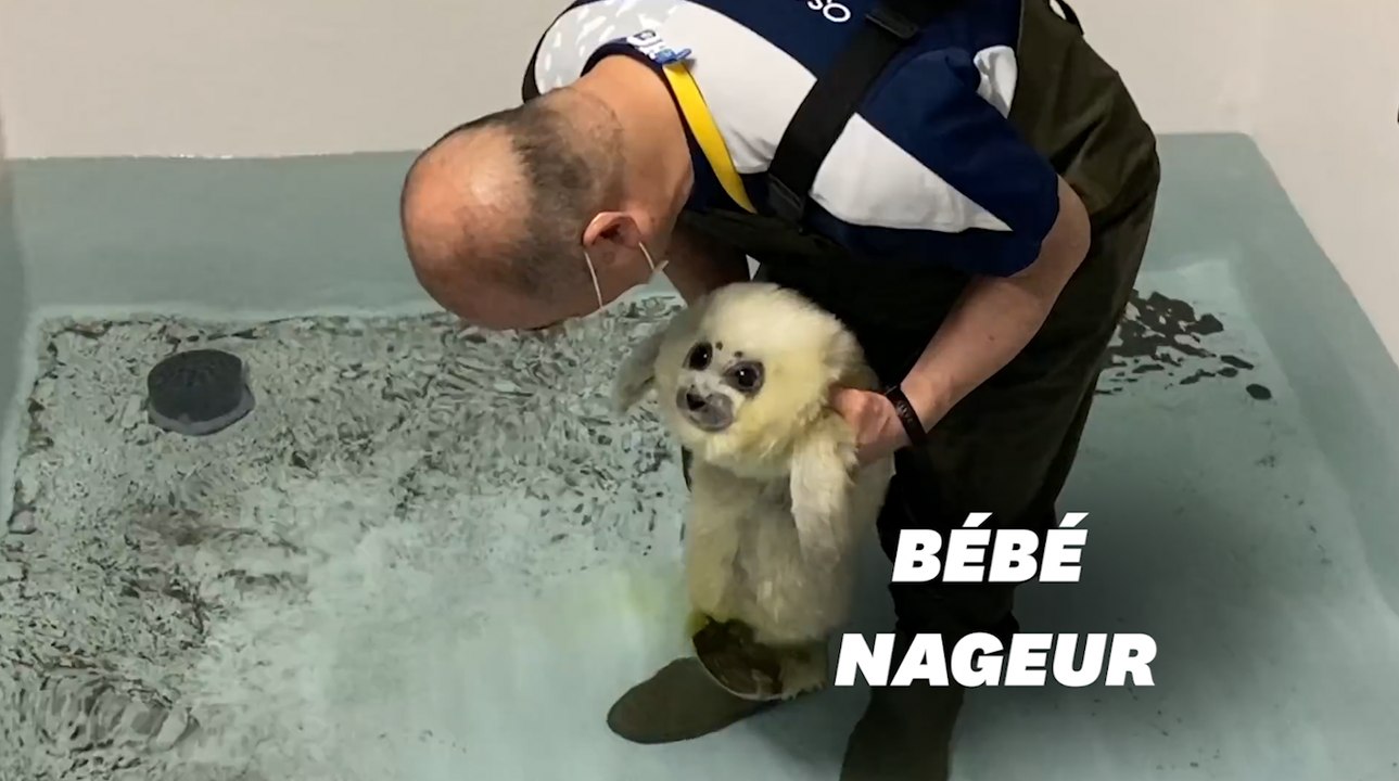 Ce bébé phoque qui prend son bain au Japon va v...