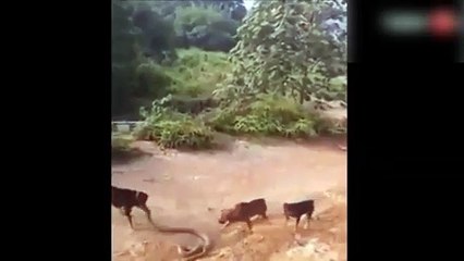 Köpekler dev yılanla kavga etti!