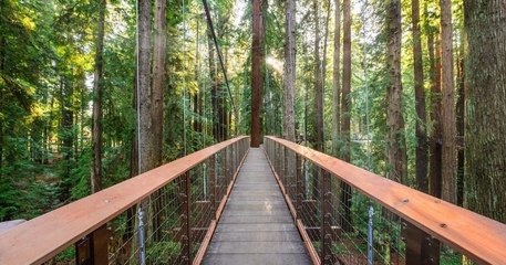 Une passerelle, perchée à 30m du sol, propose d'admirer de près les fameux séquoias géants de Californie