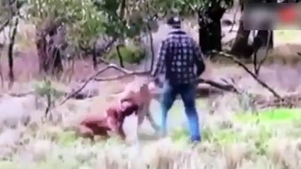 Adam kanguruya yumruk attı! Bakın neden...