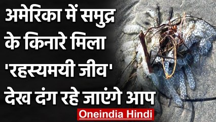 America में समुद्र किनारे मिला अजीबोगरीब जीव, देख हैरान रहे गए लोग | वनइंडिया हिंदी