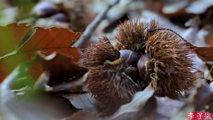 A special program on New Year snacks年货小零食特辑-Liziqi