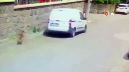 Yolda yatan köpeğin üzerinden aracıyla geçti