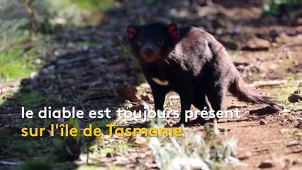 Australie : naissance historique de sept diables de Tasmanie