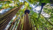 Experience California's Redwood Trees on a Whole New Level