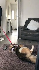 Pup Lays Down in Protest