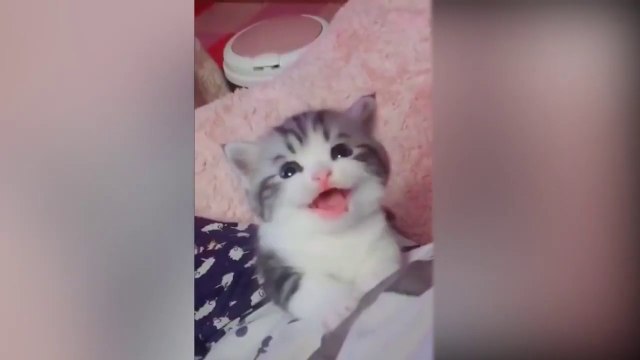New | tiktok |cute cats amusing video compilation | short video