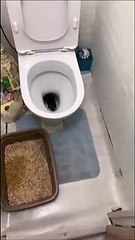 Ce qui sort des toilettes risque de vous faire peur