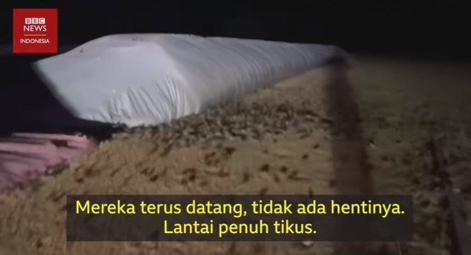 Wabah tikus di Australia_ Ribuan tikus menyerbu panenan dan masuk rumah warga