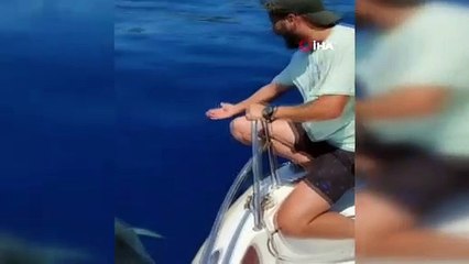 Balıkçılara eşlik eden yunuslar böyle görüntülendi