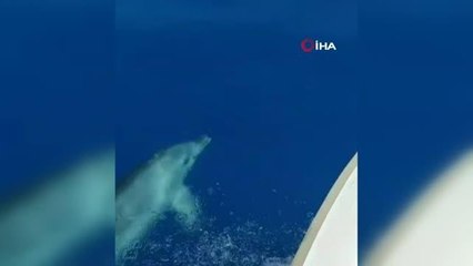 Balıkçılara eşlik eden yunuslar böyle görüntülendi