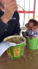 Lovely and Funny animals Lovely Monkeys Videos 2021 13 ( 1080 X 608 )
