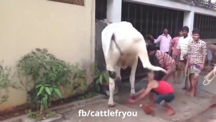 popular funny animals video( karma) ( 720 X 1280 )